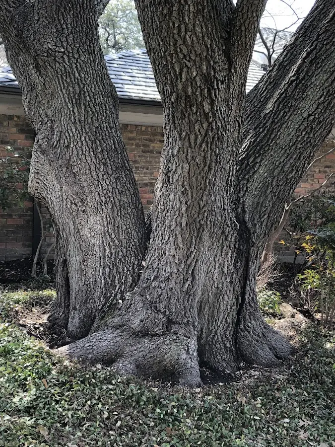 Mature heritage tree close to a Arkansas City property cared for by certified arborists